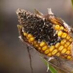 Azarero Cuidados: Todo lo que Necesitas Saber para Mantener tu Planta Saludable