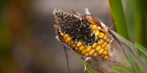 pittosporum tobira nana