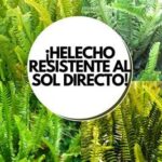 Helecho Corazón: La Guía Definitiva para Cuidar Esta Maravilla Verde