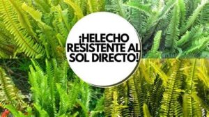 helecho plumoso sol o sombra