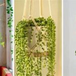 Las Mejores Plantas para Interiores Salas: Guía Completa