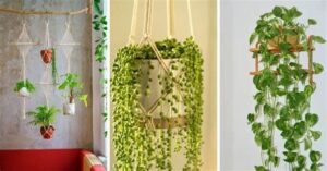 plantas colgantes de sombra interior