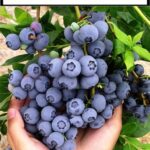 Guía Completa sobre el Arándano Enano: Cultivo, Cuidados y Beneficios