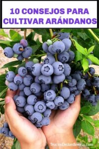 cuidados del arandano