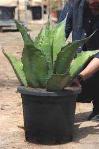 agave cuidados en maceta