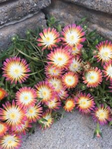 delosperma cooperi nombre común